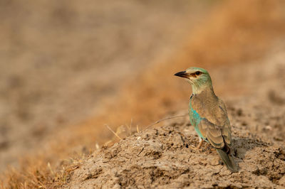 Close-up of a bird perching on a field