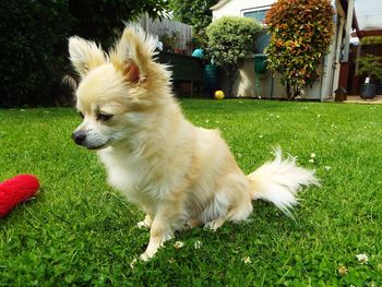 Close-up of dog on grass