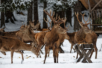 Deer on snow covered field