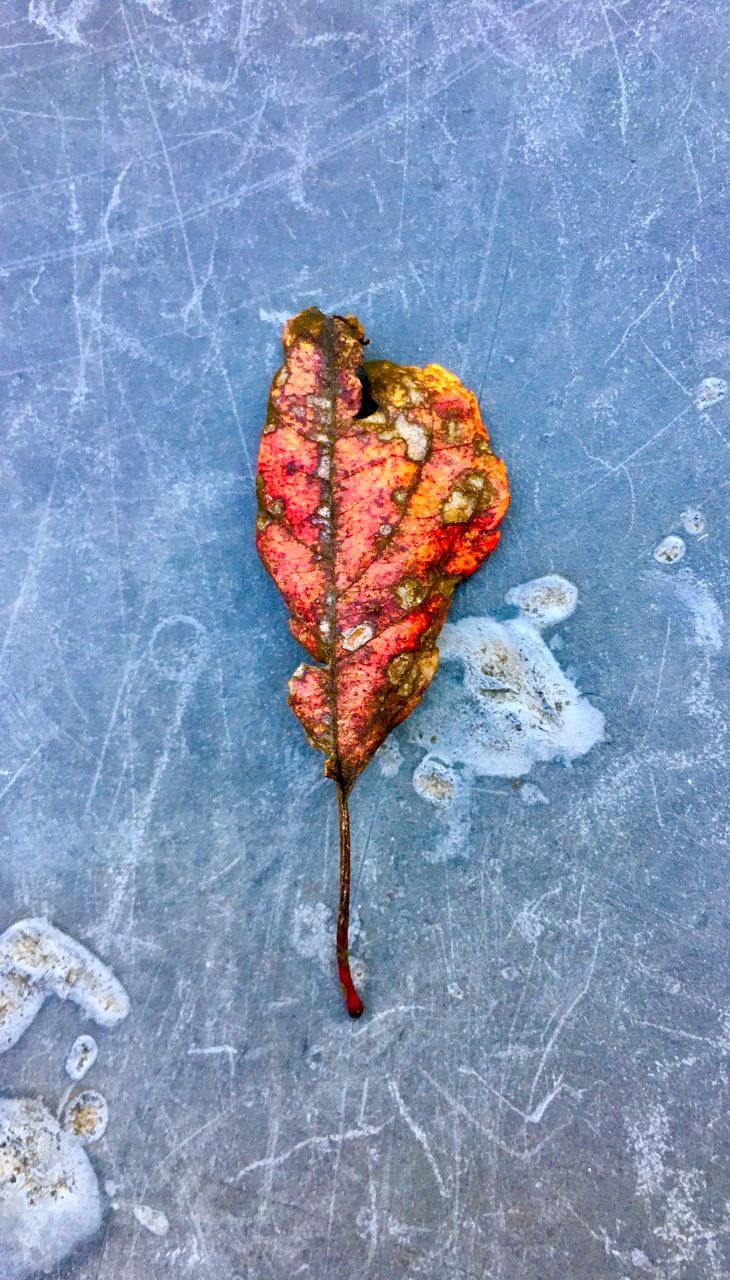 HIGH ANGLE VIEW OF ORANGE LEAF ON ROCK