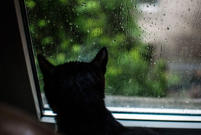 Cat looking through window