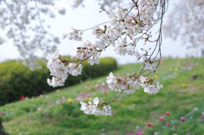 Close-up of white cherry blossom tree