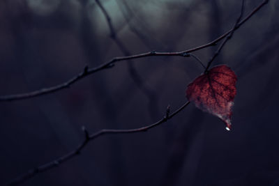 Close-up of dry leaf on branch