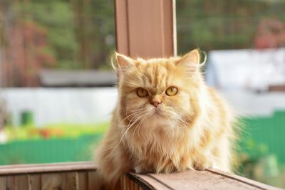 Close-up portrait of brown cat relaxing on porch