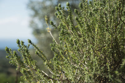 Close-up of fresh green plant