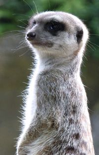 Close-up of meerkat outdoors