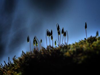 Close-up of plants against sky