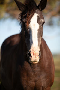 Close-up portrait of a horse