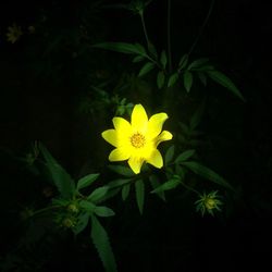 Close-up of flowers