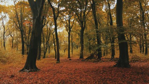 Scenic view of forest during autumn