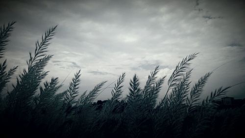 Scenic view of field against cloudy sky