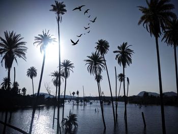 Silhouette palm trees on beach against sky during sunset