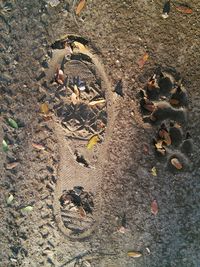 High angle view of crab on sand