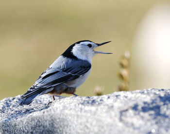White-breasted nuthatch