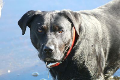 Close-up portrait of black dog against sky