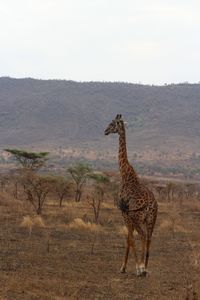 Giraffe standing on landscape against sky