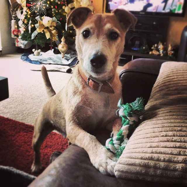 dog, one animal, pets, animal themes, domestic animals, christmas, mammal, sofa, sitting, indoors, home interior, looking at camera, christmas decoration, portrait, living room, day, no people