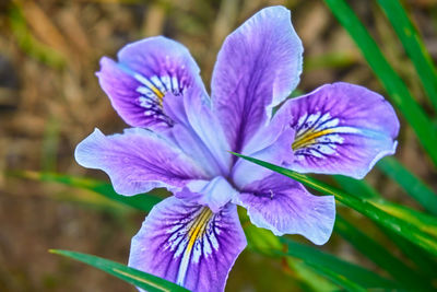 Close-up of purple iris