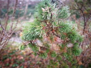 Close-up of tree branch during winter