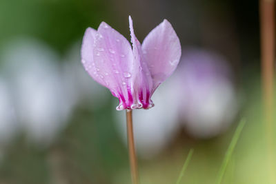 Close-up of pink crocus flower