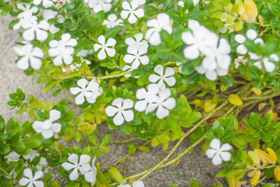 High angle view of white flowering plants