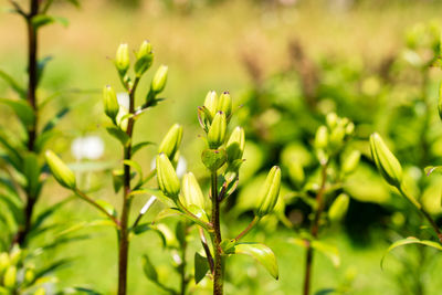 green
