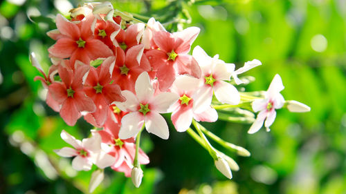 Close-up of pink flowering plant