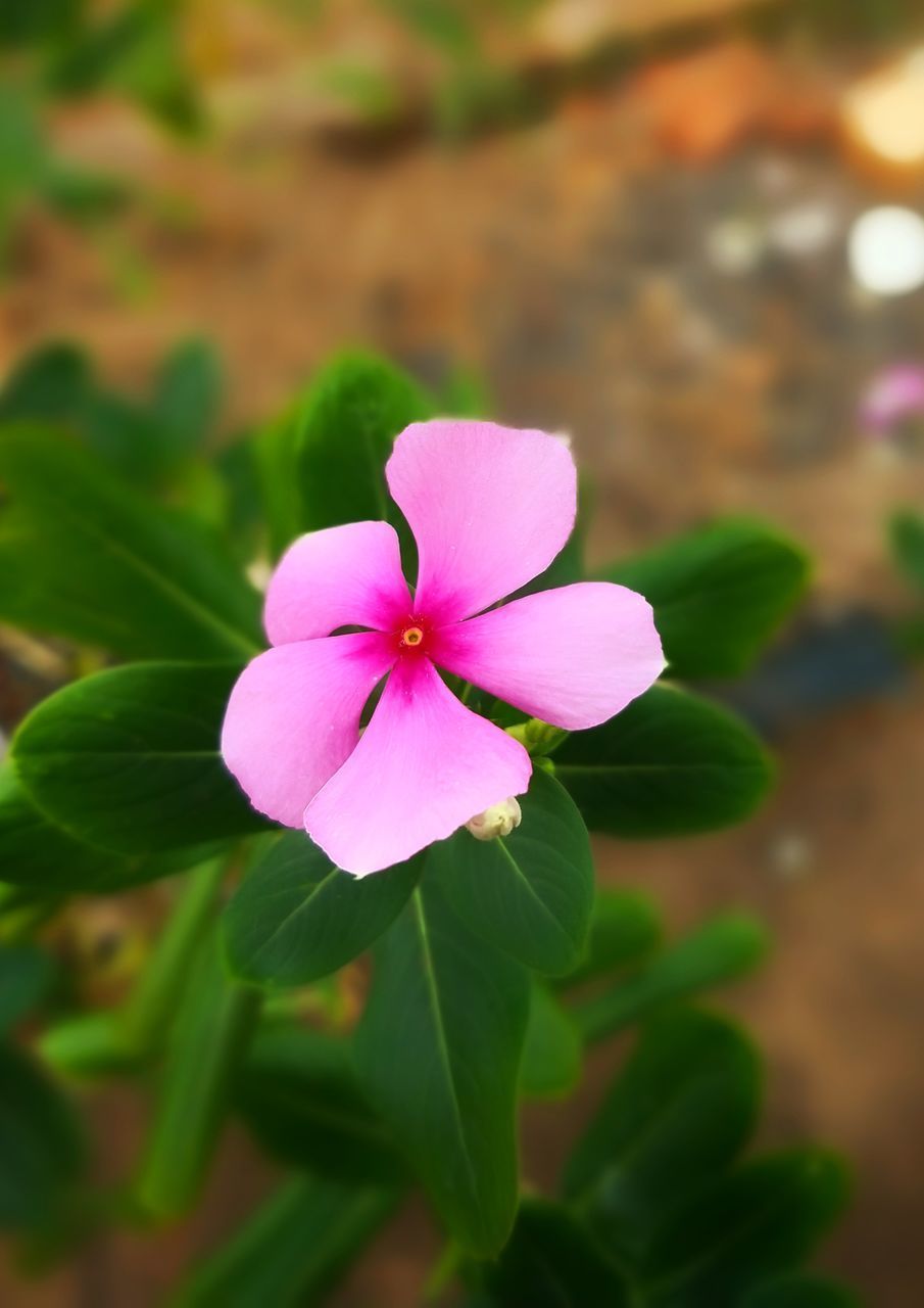 CLOSE-UP OF PINK FLOWER AGAINST BLURRED BACKGROUND