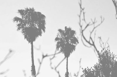 Silhouette of tree against sky