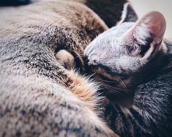 Close-up of dog sleeping