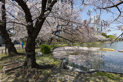 Cherry blossom tree in park