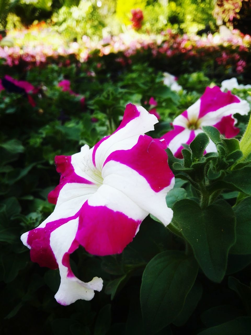 flowering plant, flower, plant, petal, beauty in nature, freshness, fragility, vulnerability, growth, close-up, flower head, inflorescence, plant part, nature, leaf, day, focus on foreground, no people, rose, park, outdoors