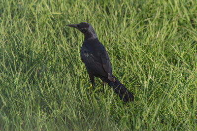 Bird perching on a field