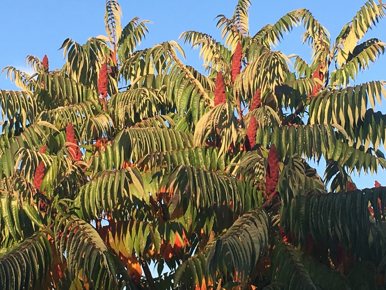 LOW ANGLE VIEW OF PLANTS GROWING AGAINST SKY