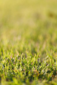 Full frame shot of grass on field