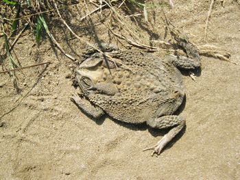 Lizard on ground