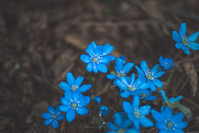 Close-up of purple flowers blooming in park