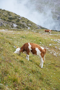 Cows in a field