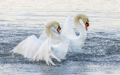 Swans courtship dance at radipole, weymouth