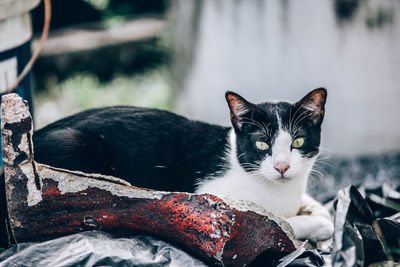 Close-up portrait of a cat