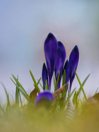 Close-up of purple crocus flowers