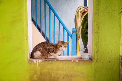 Portrait of a cat on green wall