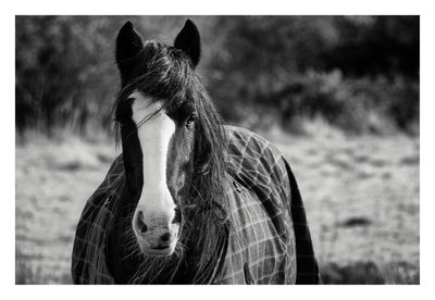 Close-up of a horse on field