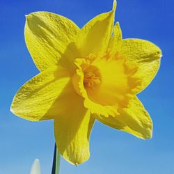 Close-up of yellow flowering plant against blue sky