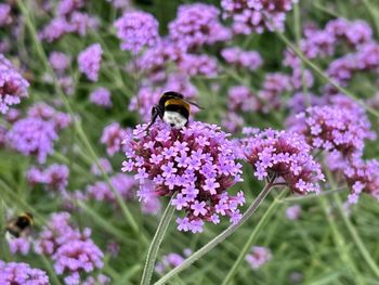 flowering plant