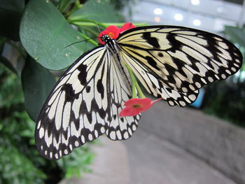 Close-up of butterfly on leaf