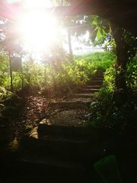 Sun shining through trees