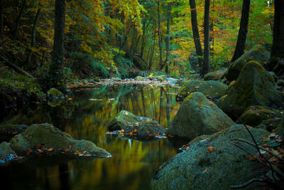 Scenic view of lake amidst trees in forest