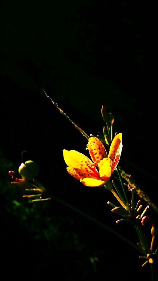 CLOSE-UP OF YELLOW FLOWER