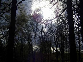 Low angle view of trees in forest